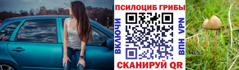 Псилоцибиновые грибы Psilocybe  купить закладку  Ртищево 